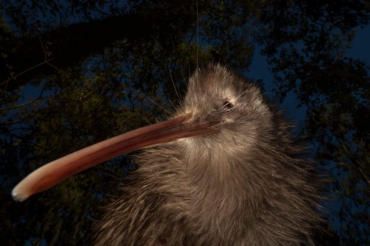 VoteRowi's tweet photo. Is this my good side? A female Rowi poses for the camera in Okarito 😂😍

Thanks to DoC for these hilarious photos! #voterowi #BirdOfTheYear #birds #SaturdayMotivation #hilarious https://t.co/r49ZYwNaTf