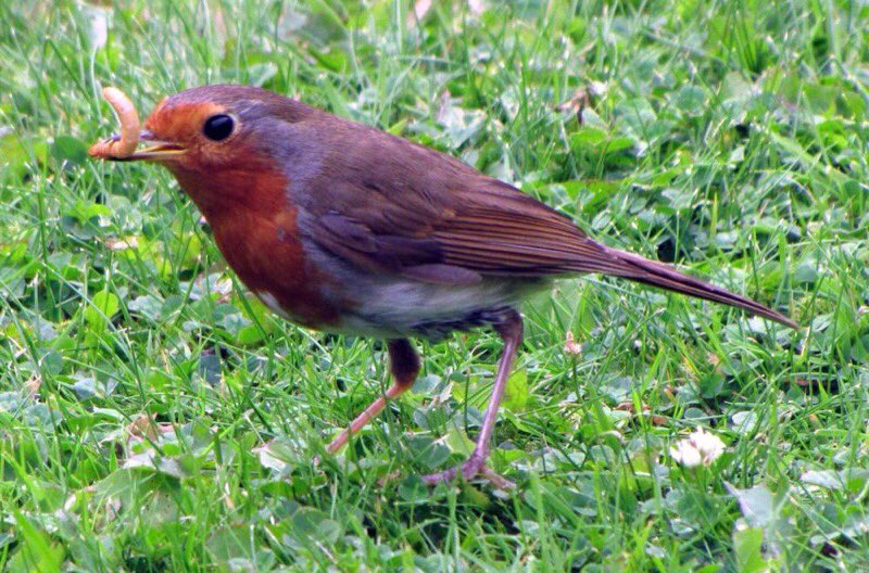 LGSpace's tweet photo. Got space for a native hedgerow in your garden or community? Up to half of these precious habitats have been dug up in parts of the UK in recent decades - but they are superb for wildlife, and can provide us with healthy, free food too! See https://t.co/oJxtmEgfcR
#WildlifeSpace https://t.co/FDE0nOJwLW