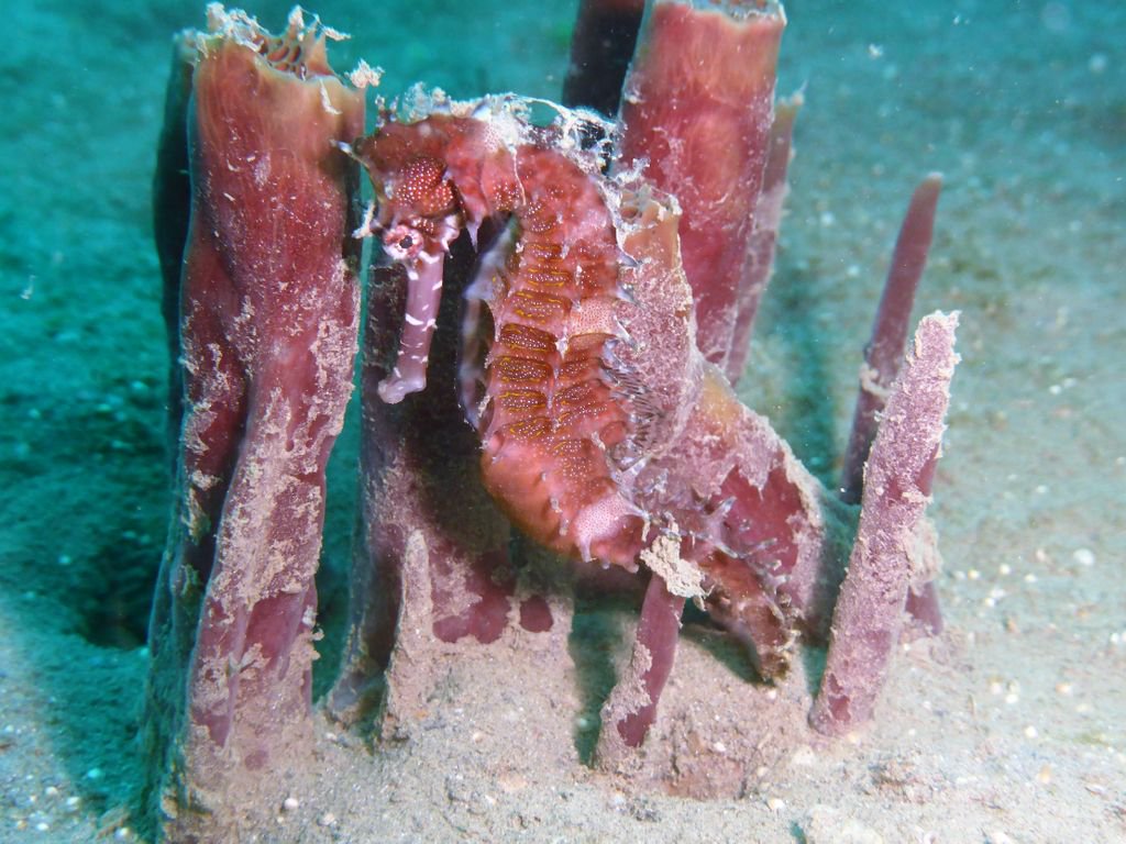 DiveSite_'s tweet photo. …and plenty of these gorgeous little guys! #seahorse #EastTimor #Asia #getdivesite #divesite #marinebiology #marineconservation #sharkconservation #nudibranch #turtles #girlsthatscuba #buceo #diverlife #bucketlist #paditv #sharks #coral #coralreef #underwaterphotography https://t.co/WFvBKFE0L0