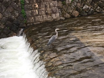 関西の川遊びで飛び込みできるおすすめ穴場スポット18選 つぶやきブログ