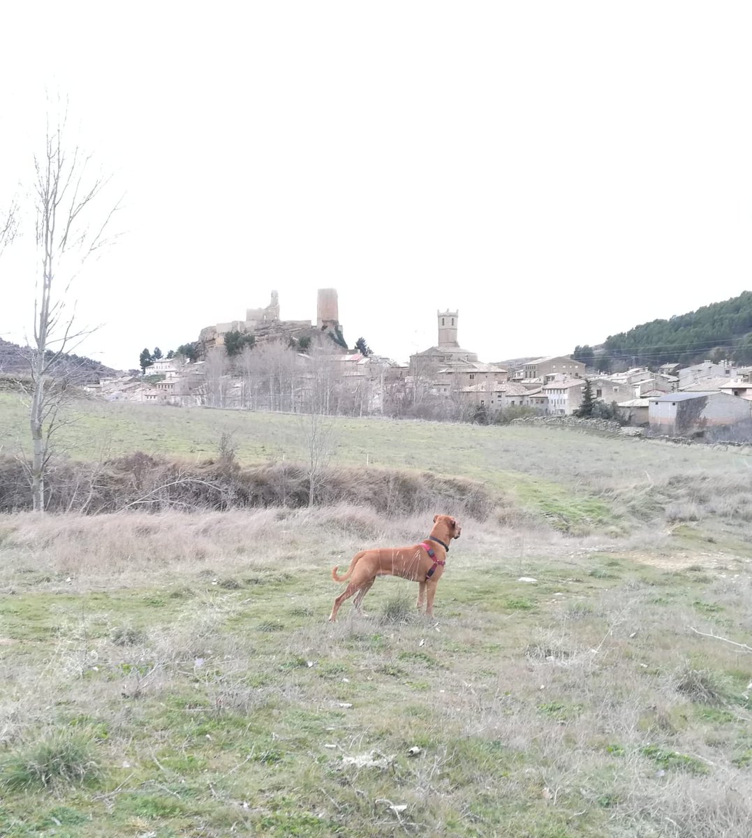 Pets Travel tweet media