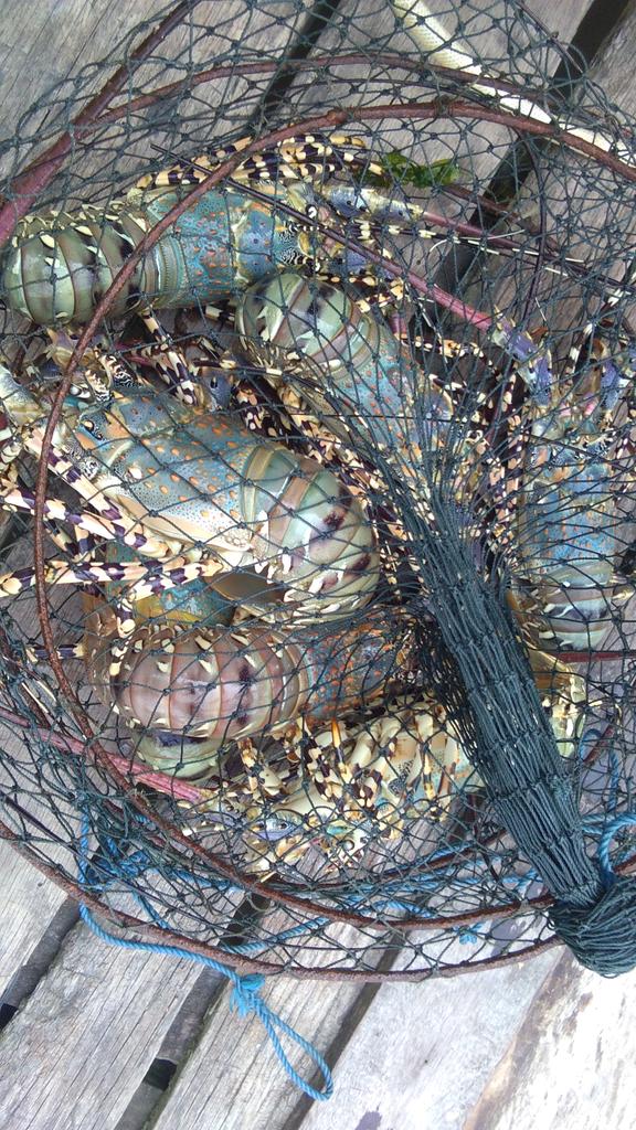MosesBalsala1's tweet photo. Kop. Lepp M3 Mrlngar. Kab. Kep Aru. KM. Nelayan 2017-687 12 hr Mlaut. udng Lobster Mtiara. 12 ekr naik. Derh pngkpn. laut Aru. thx. @susipudjiastuti @Dit_Kapi_KKP @mzulficar @sf_umam82 @GebrakFish hasil laut melimpah nelayan kami akan tetp sejahtera..tetap semangat...!! https://t.co/l9IyzovZsU