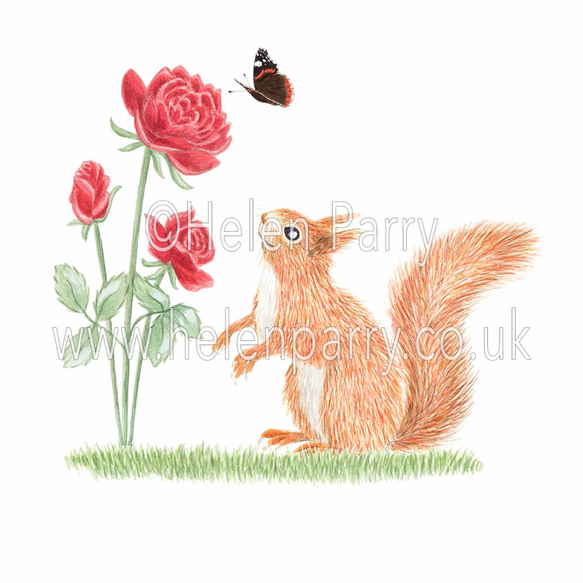 helenparryart's tweet photo. It's #RedSquirrelAwarenessWeek I'll be sharing #redsquirrel #watercolours in support. Gorgeous little squirrel!

In Rapture #squirrel greeting card £2.40
https://t.co/Eyn0B74ABX
#greetingcard #wildlife #wildlifegreetingcard  #HelenParryart #redsquirrelgreetingcard #illustration https://t.co/N5gmvBykBb