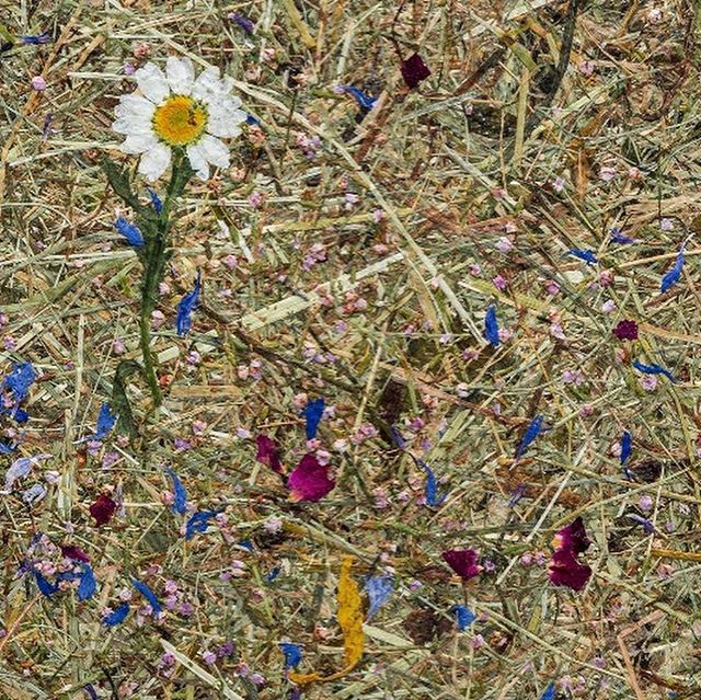 Using our Botanical Collection you can add Biophilic elements to your project. #biophilicdesign #naturalsurfaces zpr.io/6DkZv zpr.io/PF5xt