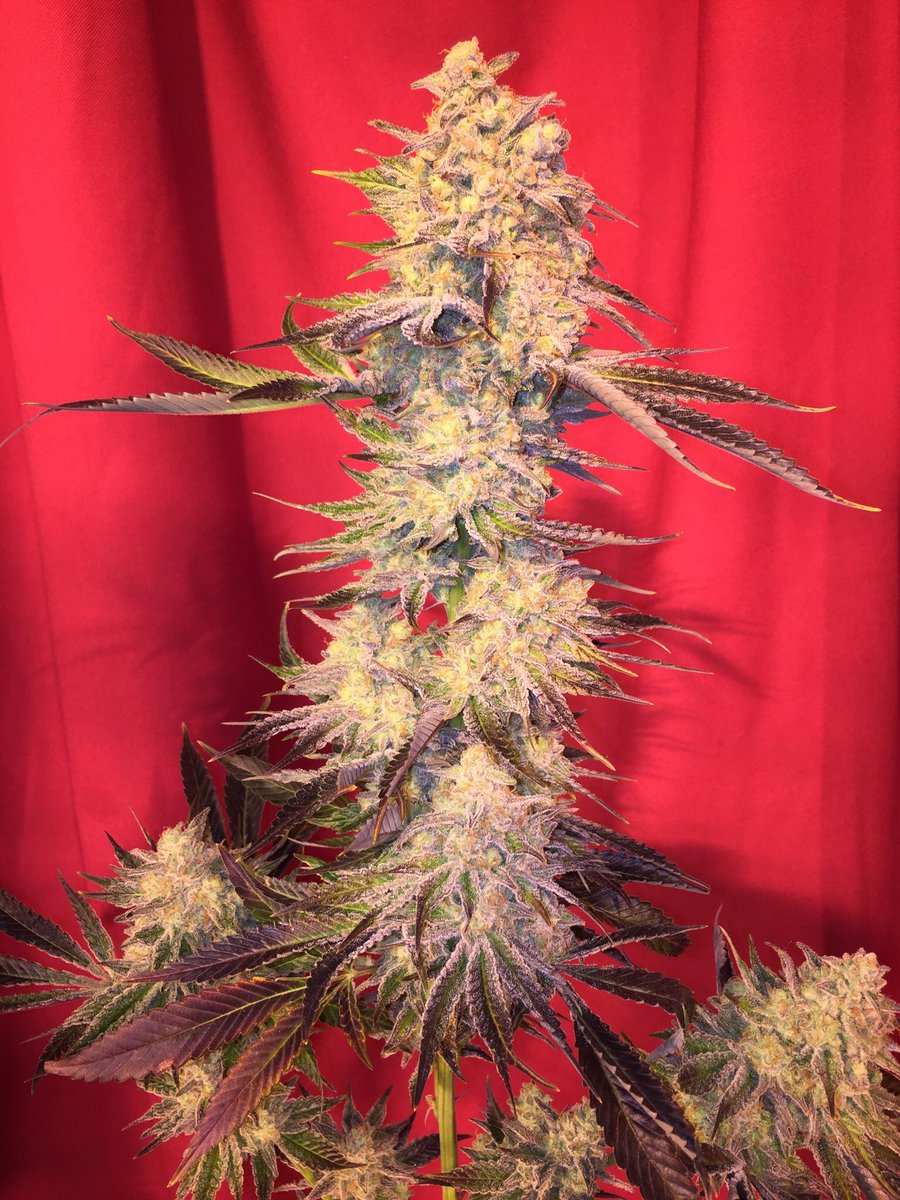 CaliSources's tweet image. #Armcandy strain bred by #ReeferCityFarms exclusively distributed by CaliSources.
#Jacktheripper x #thinmint x #gg4