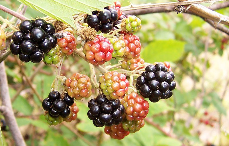 HarrogateFlower's tweet photo. #truthortale - you should not eat blackberries after Michaelmas (September 29) "for they will have the Devil in them"? Wonder what they mean? https://t.co/HAxnuzd4e1
