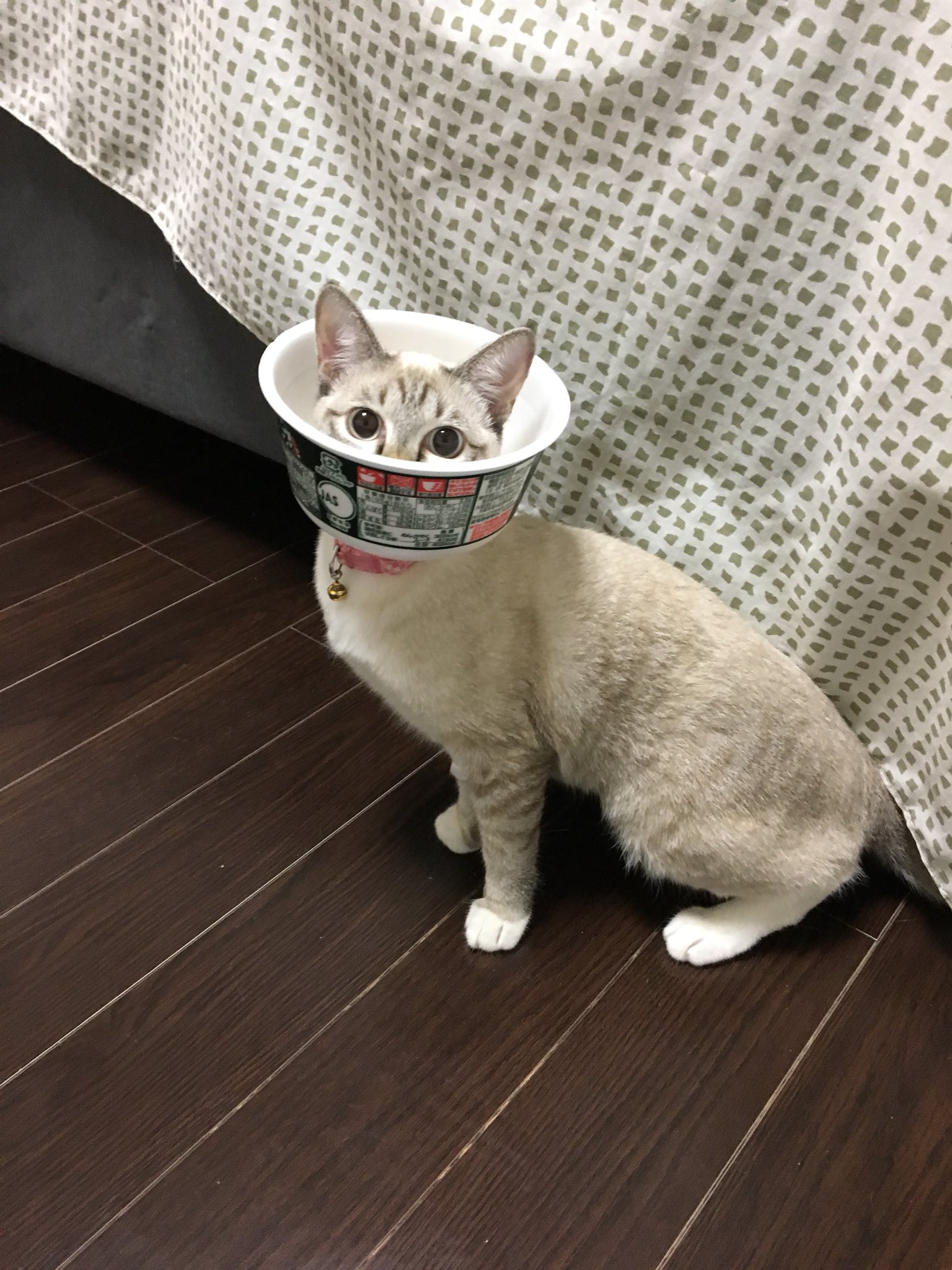うらべ どんべ子と愉快な猫ら Urabeura Twitter
