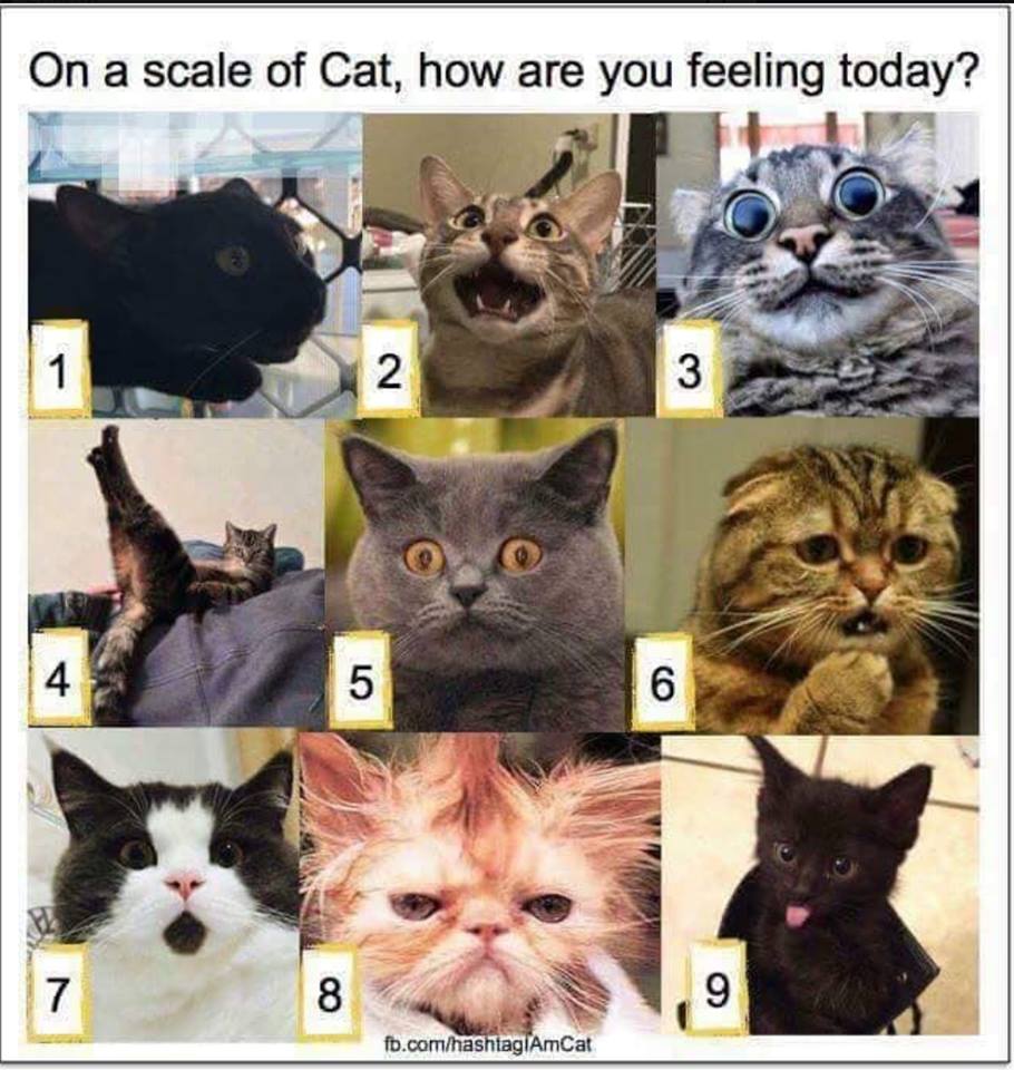 GloTIMETV_'s tweet photo. its #Caturday How are you feeling today ? 
#CatsOfTwitter #ScaleOfCat #Cats
Hope everyone has a great #weekend https://t.co/DOuu5PYcPD