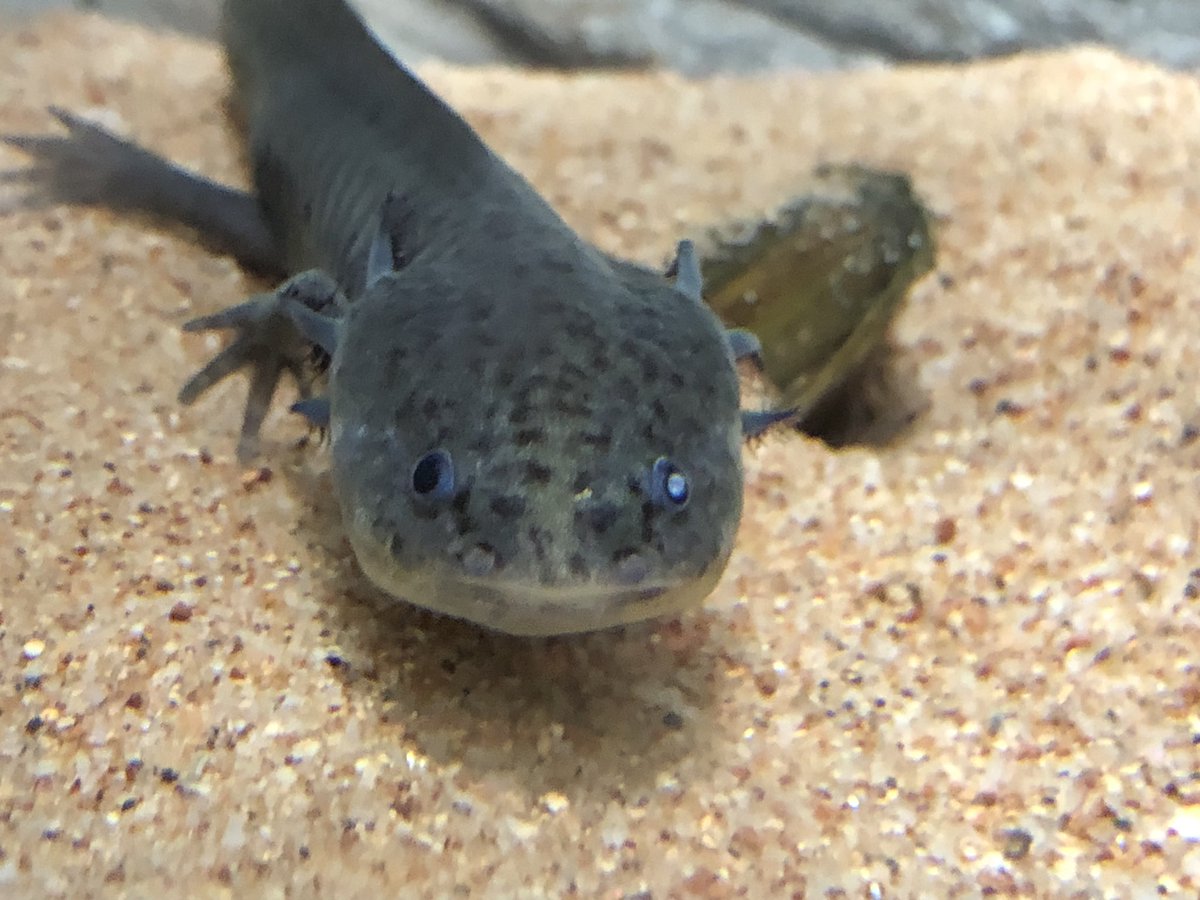 ちょゆり ウーパールーパー に 白内障 なんてある 最近片目だけ白くなったの 母 そろそろ死ぬよ 昔ミドリガメ飼ってた時も片目 両目 死亡したもん パル君もそろそろだね 不吉なこと言わないでー D ヘロッてるのから抜け出したと思っ ちょゆり ウーパールーパー に 白内障 なんてある 最近片目だけ白くなったの 母 そろそろ死ぬよ 昔ミドリガメ飼ってた時も片目 両目 死亡したもん パル君もそろそろだね 不吉なこと言わないでー D ヘロッてるのから抜け出したと思っ