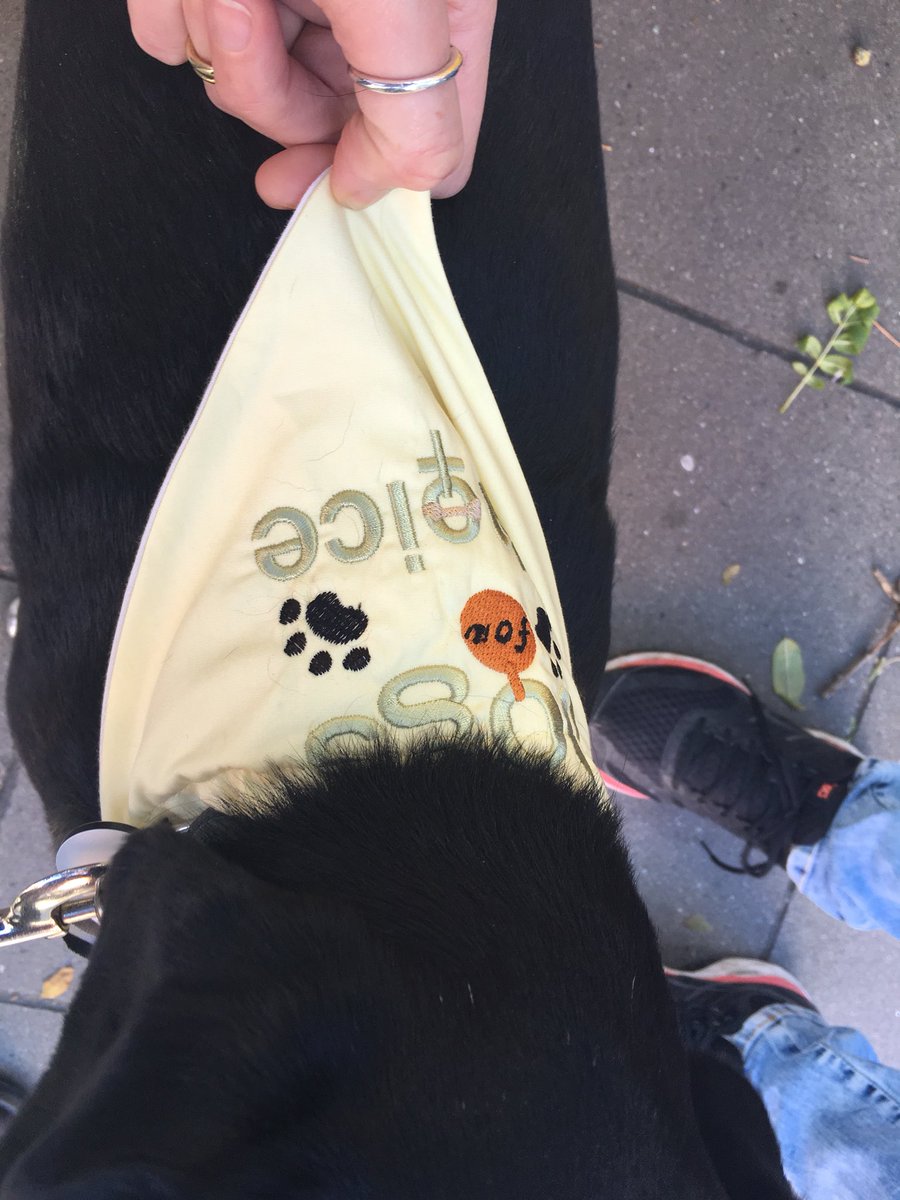 StandardIssueUK's tweet photo. Making friends with #DogsforChoice. https://t.co/7DLuqAfm2G