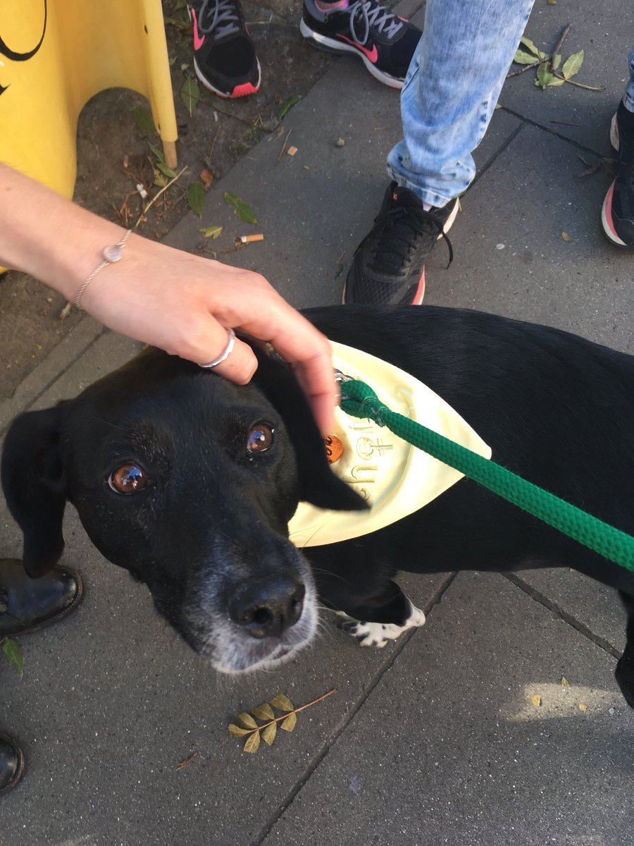 StandardIssueUK's tweet photo. Making friends with #DogsforChoice. https://t.co/7DLuqAfm2G