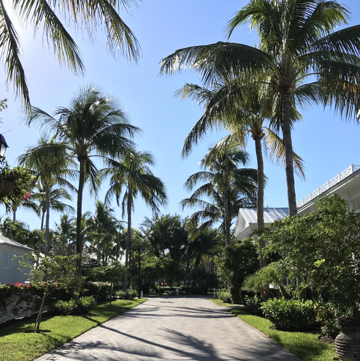 sunsetkeykw's tweet photo. Welcome to our palm-lined paradise. #mysunsetkey https://t.co/edLE5RpP8E