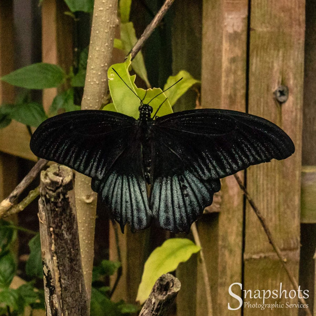 Day 272 - Another butterfly

#day272 #365dayphotochallenge #photooftheday #CanonEOS80D📷 #snapshotsps #snapshotsPhoto5 #photographicrestorations #creativephotography #butterfly #canonEF2470F4L #stratfordbutterflyfarm