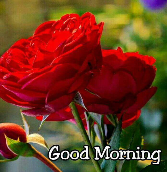 Kapalian Madiha On Twitter Sorry Good Morning Arzoooo