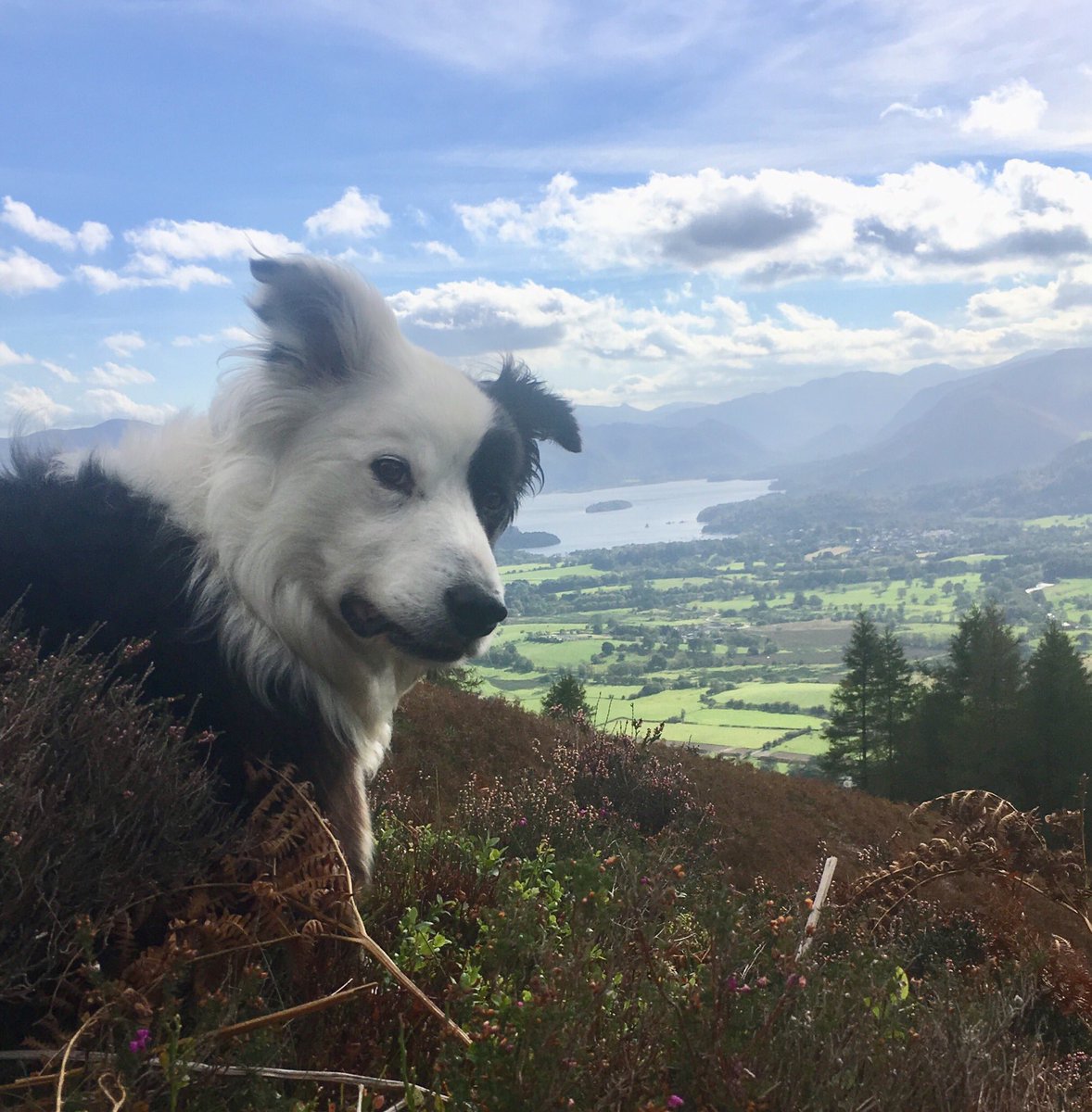 zakthecolliedog's tweet photo. Just beautiful out here today. #familyadventure #LakeDistrict #underskiddaw https://t.co/yrR96Vic9A