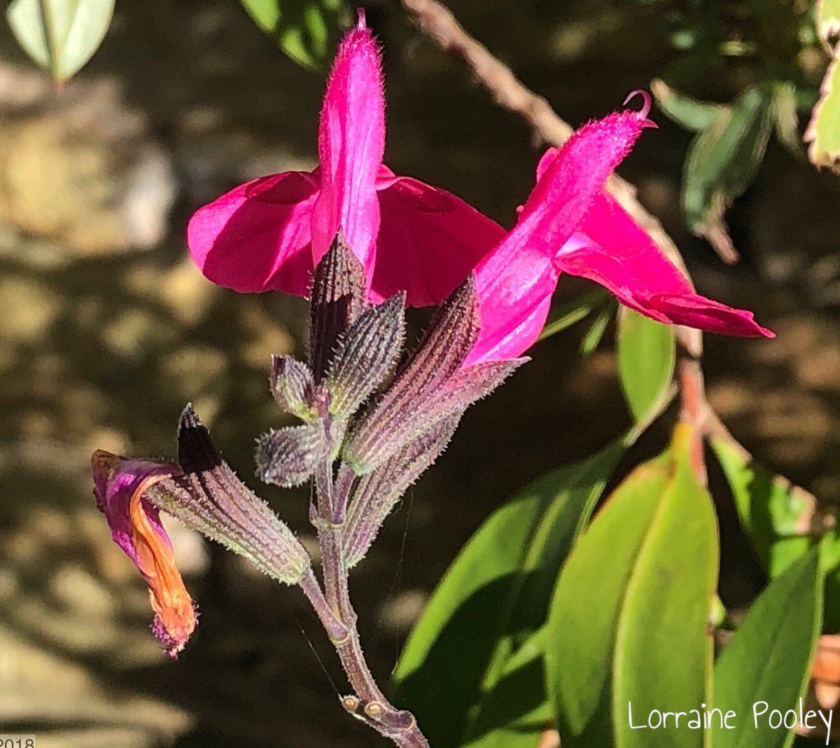SaveOurSparrows's tweet photo. #Salvia ๐Saturday wishes. And their bright colours are exciting the #Bees this morning. Expect the ones on the allotment will be doing their job too. ๐
#gardening #perennials #pollinators https://t.co/UmIA0qFjhT