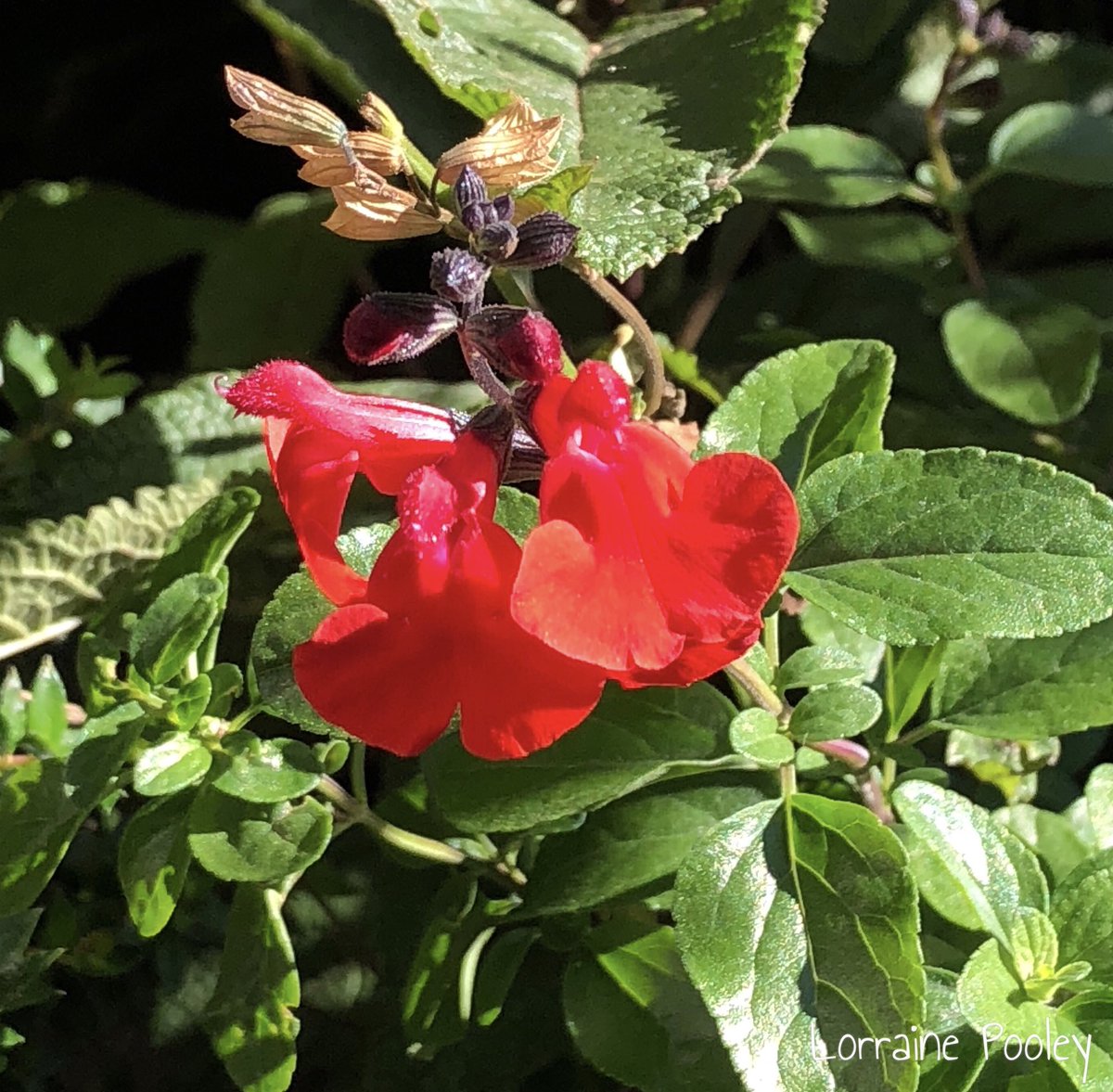 SaveOurSparrows's tweet photo. #Salvia ๐Saturday wishes. And their bright colours are exciting the #Bees this morning. Expect the ones on the allotment will be doing their job too. ๐
#gardening #perennials #pollinators https://t.co/UmIA0qFjhT