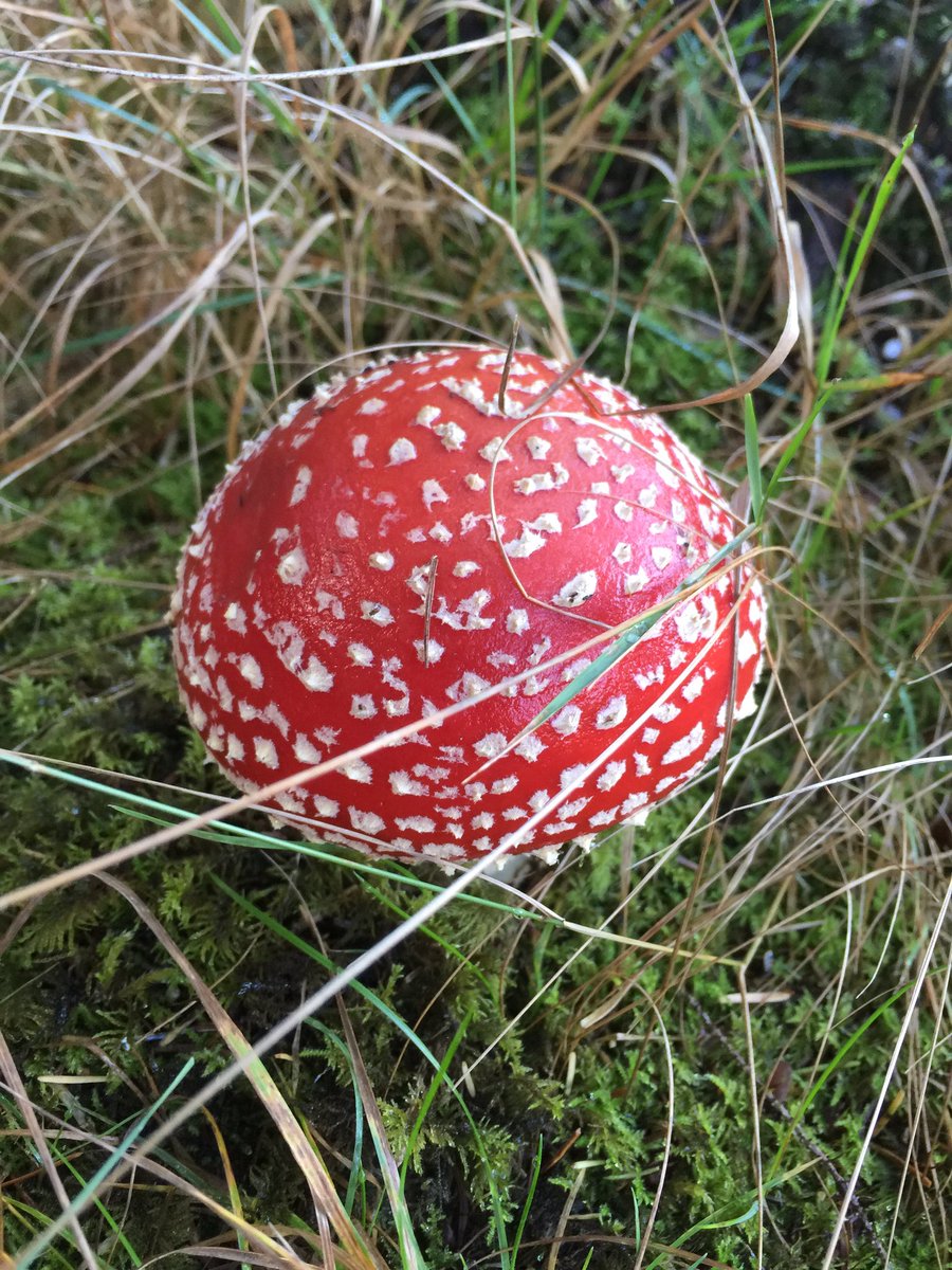 UpHillDD's tweet photo. @OPALlandegla @BadgerLlandegla @NWAdventureMap @Clwyd_Dee_AONB @NthEastWales @DiscoverDenbs @pottyadventures @NorthWalesWalks @nwalestweetsuk @NWales_OutThere @northwalescom Here are some from yesterday https://t.co/Nei6Gguz2p