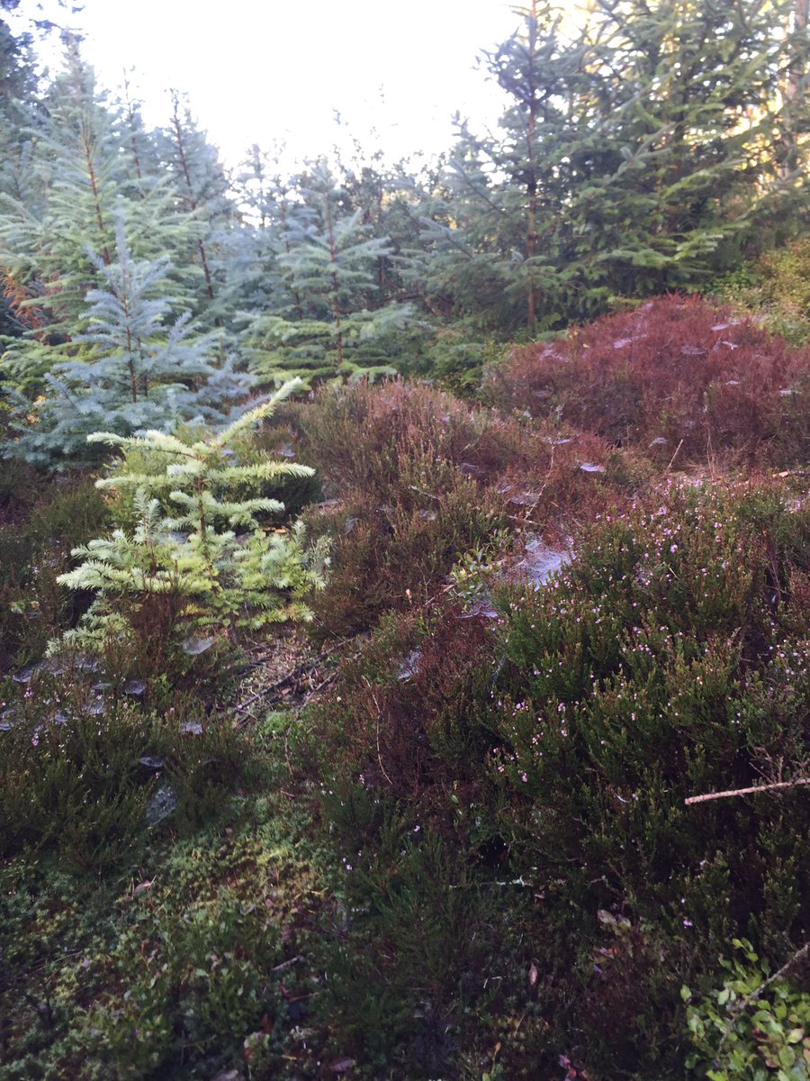 UpHillDD's tweet photo. @OPALlandegla @BadgerLlandegla @NWAdventureMap @Clwyd_Dee_AONB @NthEastWales @DiscoverDenbs @pottyadventures @NorthWalesWalks @nwalestweetsuk @NWales_OutThere @northwalescom Here are some from yesterday https://t.co/Nei6Gguz2p
