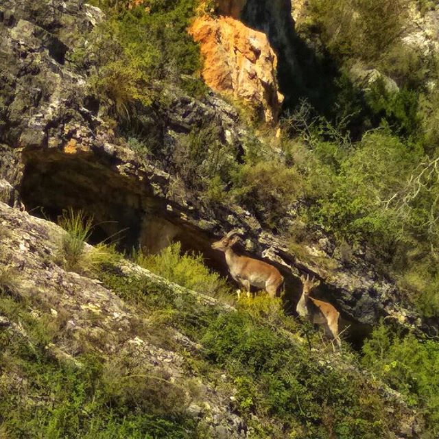 VilladeVallanca's tweet photo. Paseando por la #CuevaDeLosMoros
・・・
#Vallanca #Negrón #RincóndeAdemuz #Valencia #ComunidadValenciana #ComunitatValenciana #poblesvalencians #valenciaturisme #valenciaterraimar #valenciainterior #visitvalencia #turismodeinterior #vacacionismo #igersv… https://t.co/brcdXrW5lT https://t.co/GWHGmPTFqp
