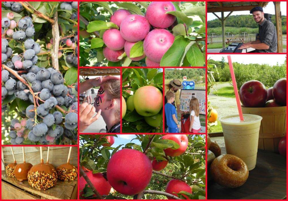 libbyupicks's tweet photo. Its peak Apple Picking Time! Lots of #apples and last weekend for #honeycrisp visit early before they are all picked! Still tons of Blueberries for picking! Live Music, Balloon Twisting &amp; Face Painting! Donuts - Smoothies - Caramel Apples Open Sat &amp; Sun 9-5 #libbyupicks #maine https://t.co/nhg8vVWLtC