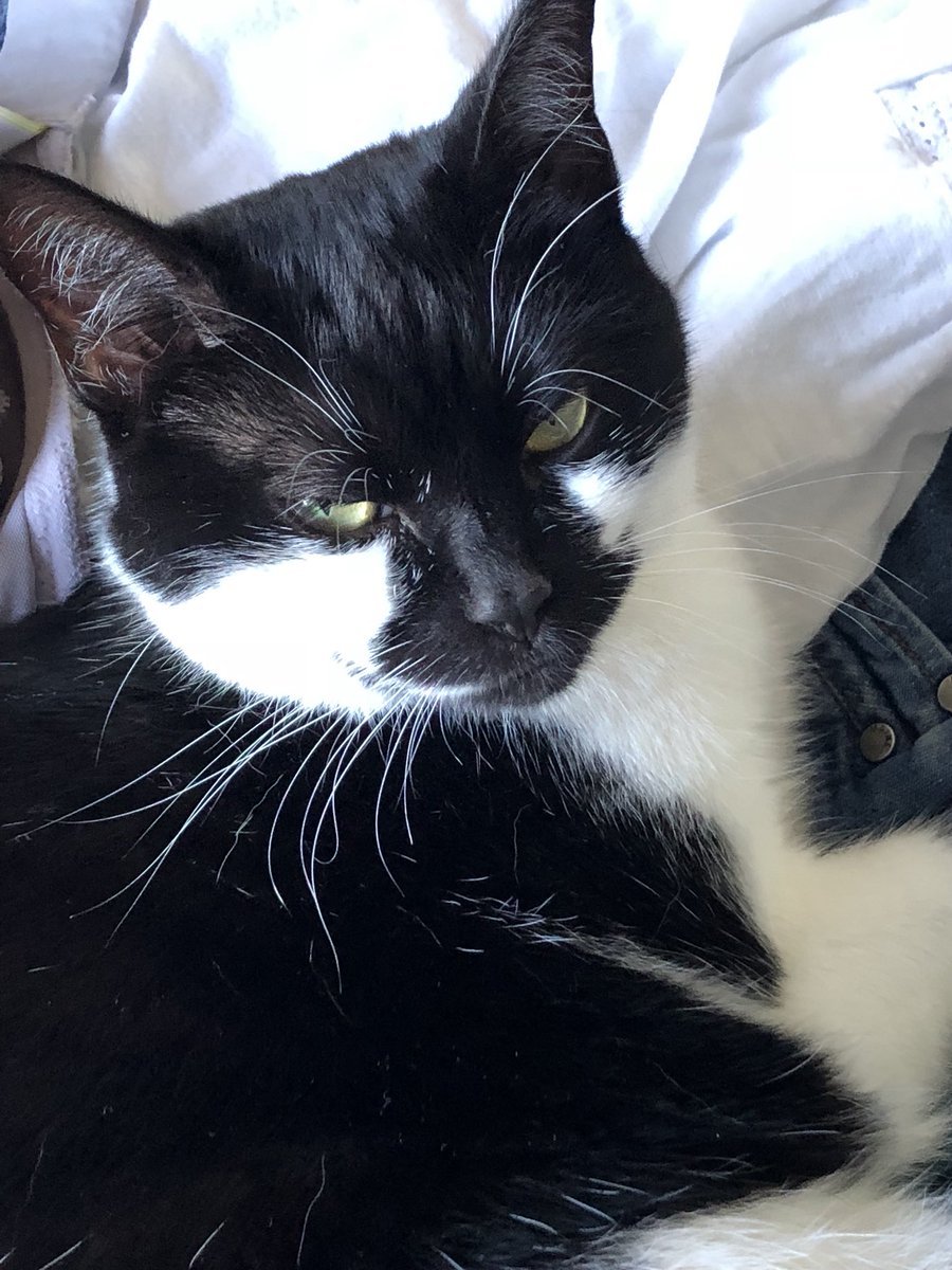TinselTheCat's tweet photo. No. 😽
I’m not moving - you cannot get dressed today Mummy. 😼
Nope. 😾
#TalkToThePaw #StayHome #ComfyPlace #JustTryMovingMe https://t.co/j0oRJ0OsI7