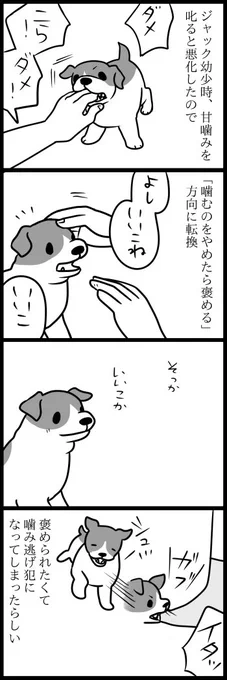 賢い犬、ジャック 