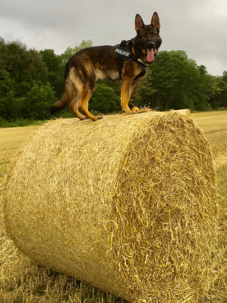 PSOSDogs's tweet photo. Serious domestic occurred last night and the alleged offender was in possession of a knife. Man made off but then #PDOz turned up for a game of hide and seek. Only one winner! πΎπΆ @FifePolice #WeekendInTheJail #NoKnivesBetterLives #DomesticAbuse #KeepingPeopleSafe https://t.co/qgxxNODMXx