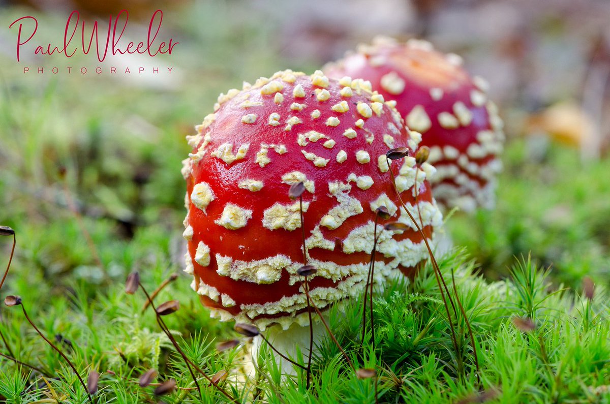 Fly Agaric... The toadstool of my childhood fairy tales :) @BritishFungi #toadstool #fungi #mushroom #nature #Devon