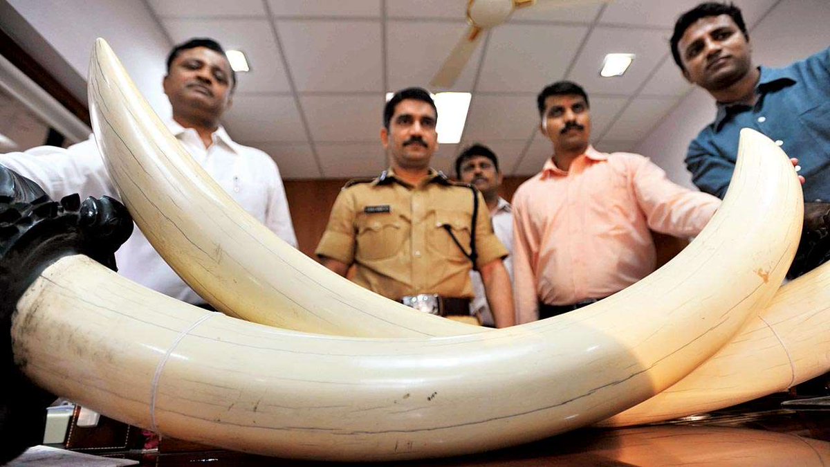 savetherhino's tweet photo. India's Wildlife Crime Control Bureau, comprising 79 people with the  help of a new cyber-patrolling unit, has managed to detect 200 cases of  illegal wildlife trafficking on 129 e-commerce websites https://t.co/ByBMdefOjW https://t.co/cjrT5SxjgV