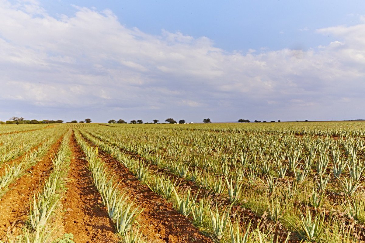 Here at Forever we care about the environment! That's exactly why we've reduced our water usage by 90% with our new solar powered pumps, and fantastic drip watering systems!