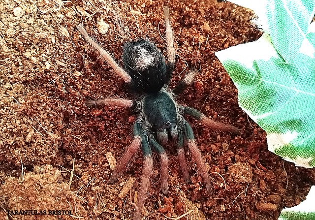 Tarantulas Bristol tweet media