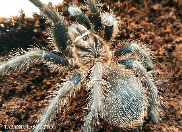 Tarantulas Bristol tweet media