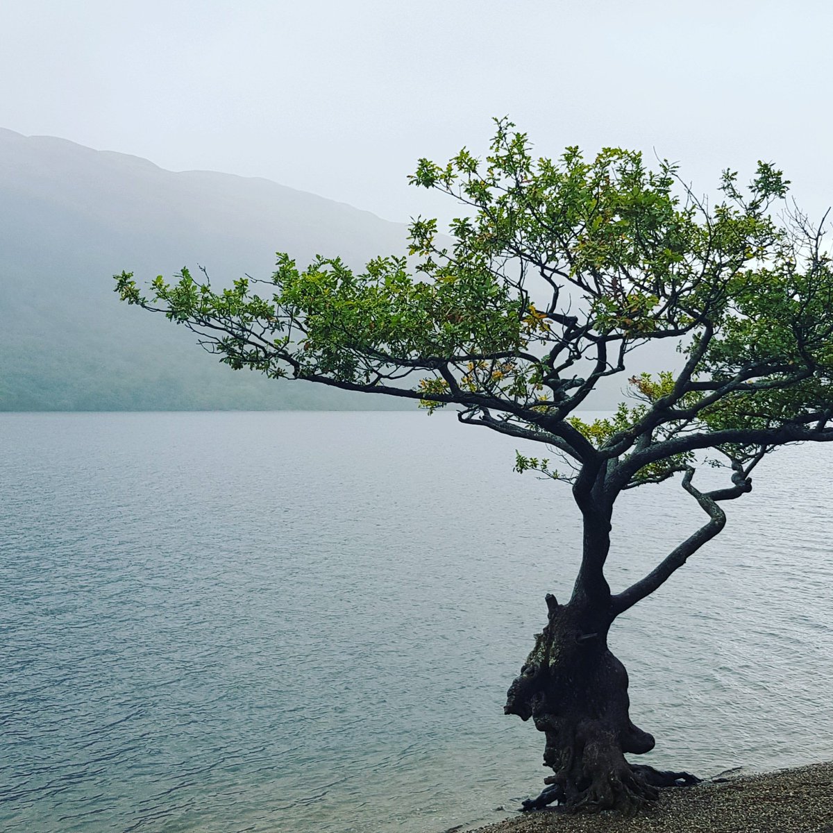 cycleabout's tweet image. Loch Lomond view on a rainy Saturday