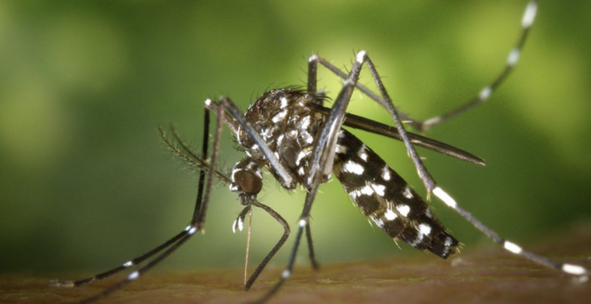 AllgoodService's tweet photo. Mosquito season isn’t over yet. In fact, a rare, dangerous disease was recently found in a Georgia mosquito. #MosquitoReduction 

https://t.co/VmbdoUB47u https://t.co/GwNPepFMdv