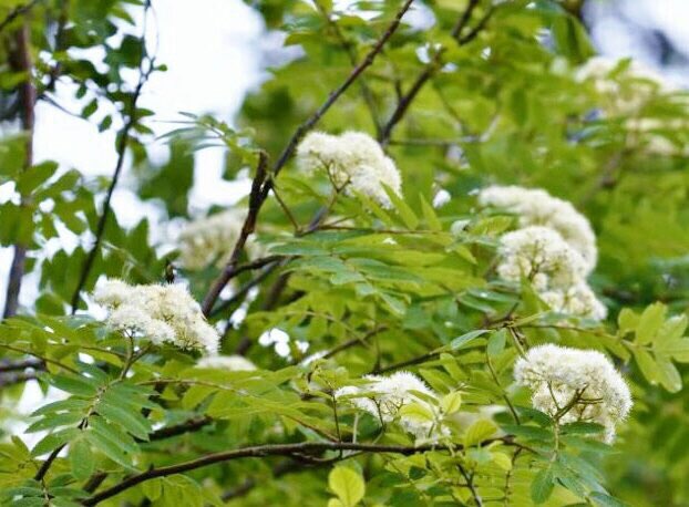 花 もう一押しこそ 慎重 になれ 武田信玄 1521年 1573年 今日の誕生花 ナナカマド 七竈 花言葉 慎重 8時 ﾅｴ