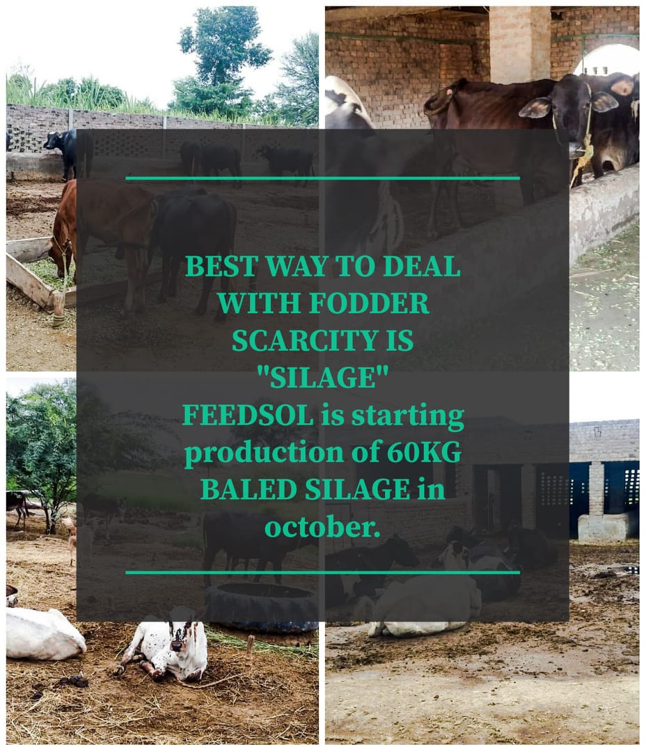 FeedSol's tweet photo. "60KG BALED SILAGE"
Baled silage is best feeding solution for all farmers.
60kg silage bales are dire need of time especially for #smallfarmers.
#FeedSol is starting its own production in upcoming month.
#feedingsolution #smallfarmers #socialenterprise https://t.co/xRN9L1ViQ4