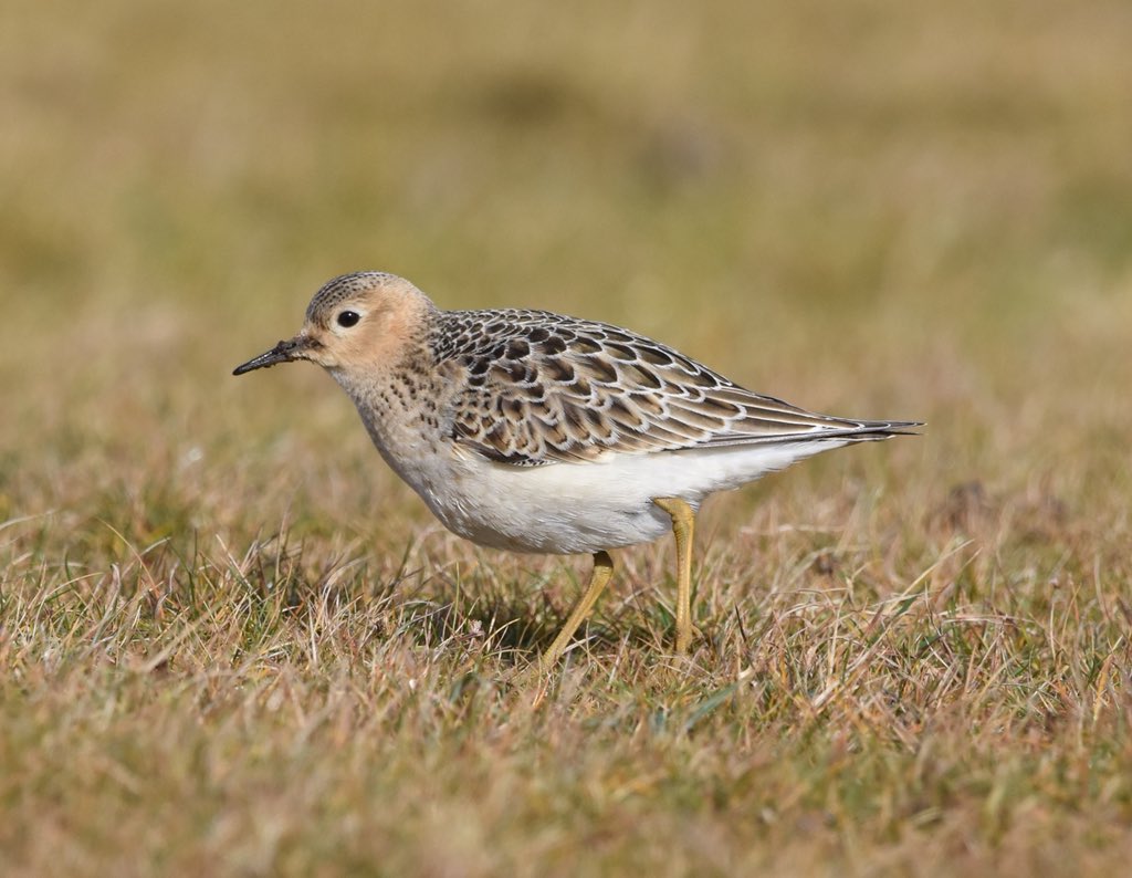 NijmegenBirder's tweet photo. The long staying Buff-breasted Sandpiper on South Ness, Foula, Shetland September 2018 - always a treat to see! @BirdGuides @RareBirdAlertUK @shetlandnature https://t.co/HDWmfQfQsl