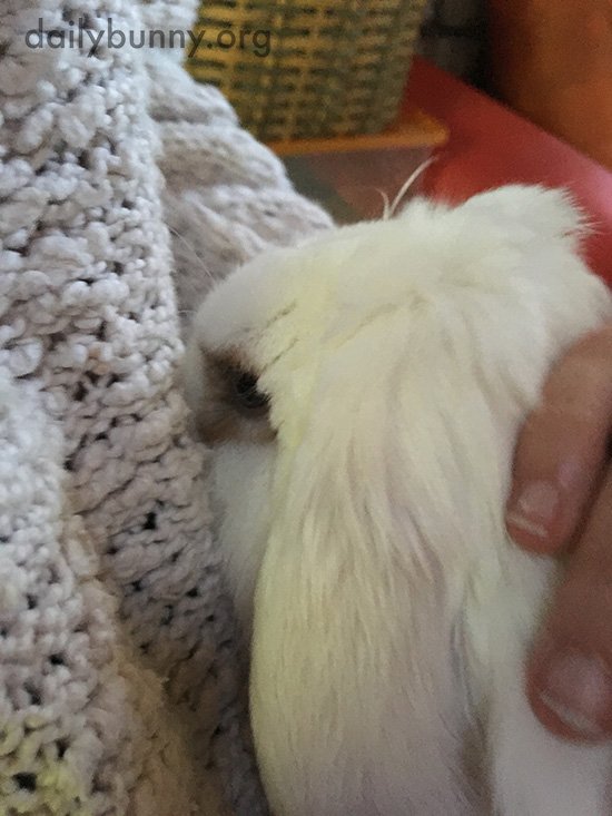 TheDailyBunny's tweet photo. Bunny nuzzles into human's sweater: https://t.co/562B2w1imJ https://t.co/MD1OY78gMS