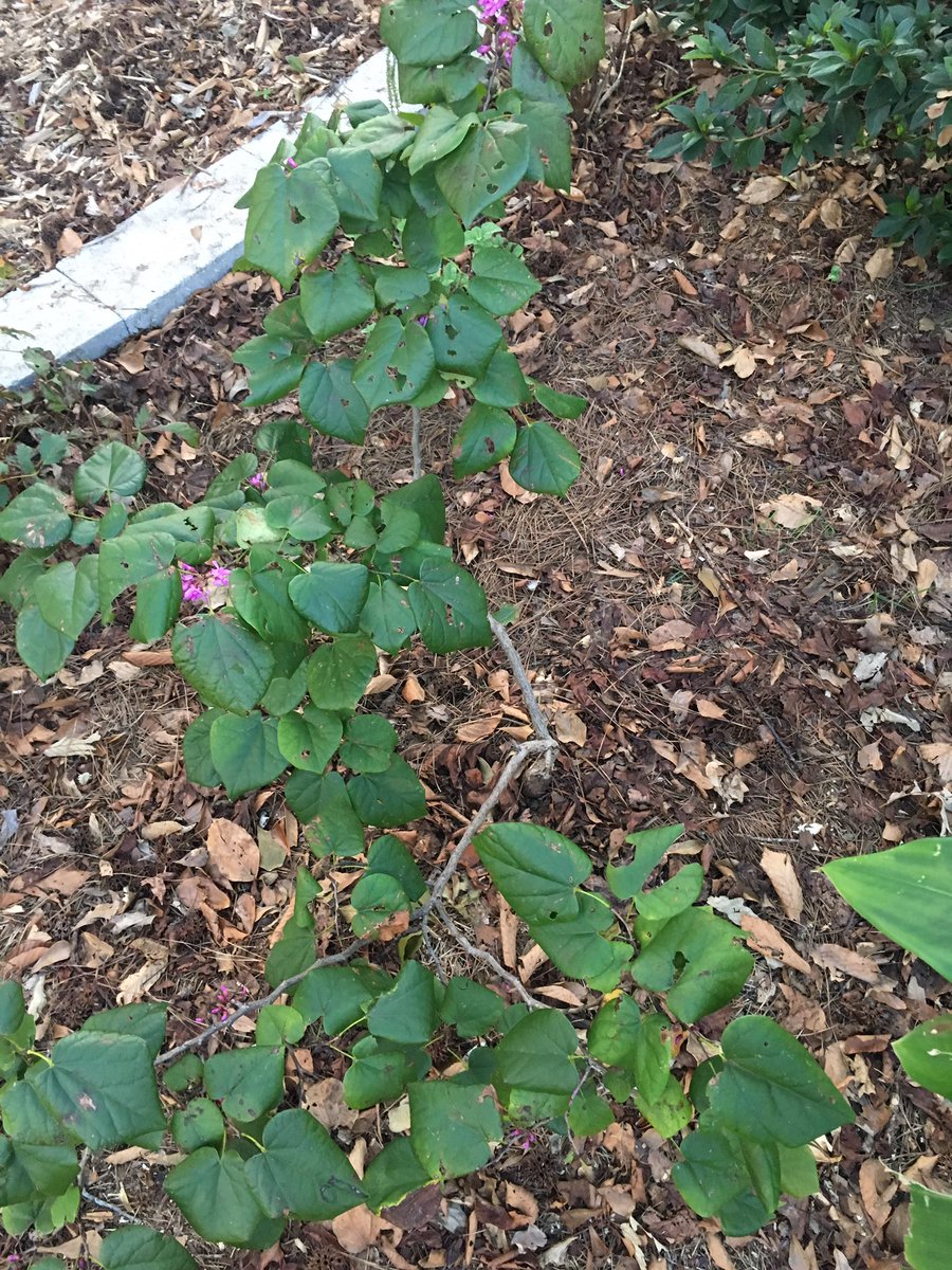 ilenagm's tweet photo. #redbudtrees #trees #nature #nature This little Avalon redbud tree had the most beautiful shape before hurricane Florence. Even though half the tree is gone, it is still beautiful to me 🙂 https://t.co/LYf61oLbsJ