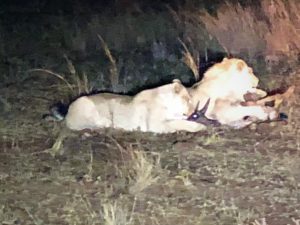TambotiL's tweet photo. Lion kill at Tamboti Bushlodge https://t.co/vaYCK2q7ET https://t.co/0HNSH8FMAH
