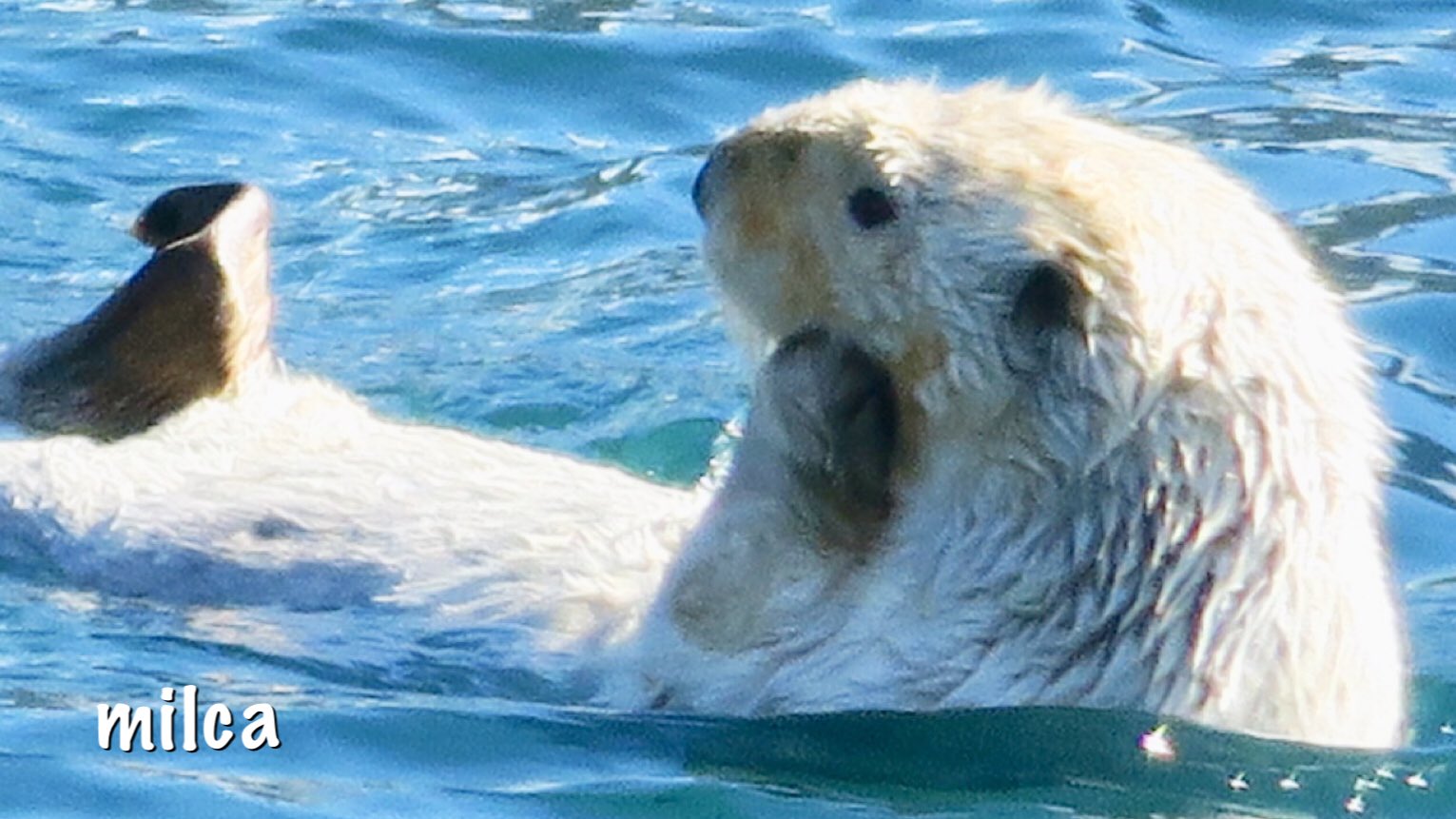 Milca 可愛かったので違うポーズも アラスカの全身白い たぶんアルビノの野生ラッコ 9 9 18 Albino Sea Otter Alaska Albino Seaotter Seaotterawarenessweek Weloveseaotters アラスカ ラッコ ラッコ啓蒙週間 T Co K3gm1zbsqm