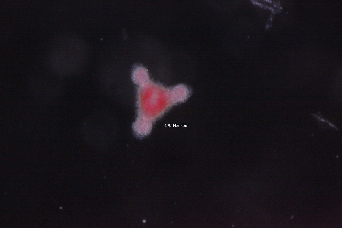 JoostMansour's tweet photo. anMore Radiolaria specimens of unique and fancy shapes (Acantharia and Spumellaria) found in Villefranche sur-mer, #FrenchRiviera #Spumellarians@obsOOV #MixITiN @DrAditeeMitra @EU_H2020 #eSNCMs #Radiolarians #Acantharians #protists #plankton #mixotrophs @mixotrophs https://t.co/3ombyd6Z8Q