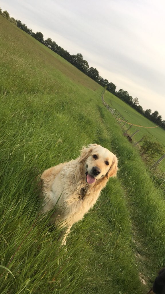 MollyStephens_X's tweet photo. I have honestly never felt pain like I have loosing my dog💔 I love my boy so bad❣️ https://t.co/PFPoBNBLfj