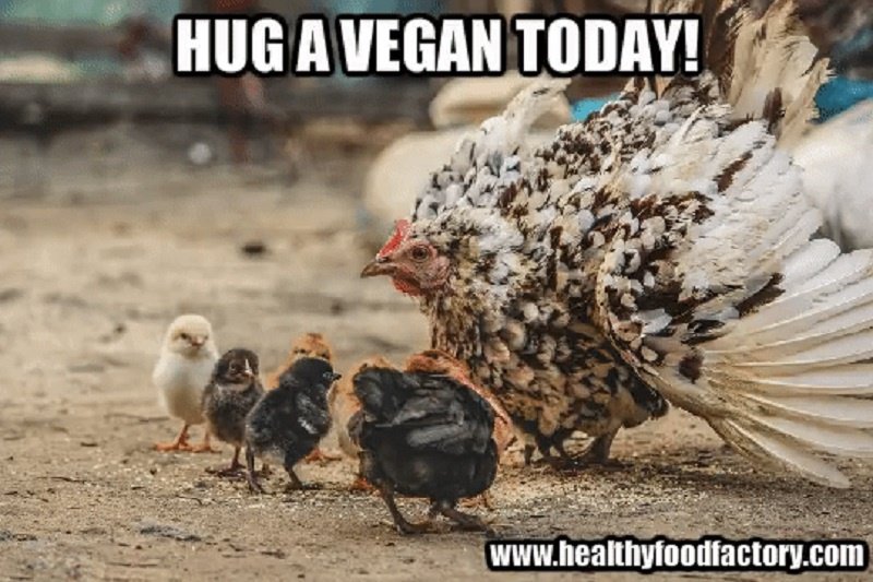 HealthyFoodFac's tweet image. Has anyone noticed lately how all the farm animals are cheering us vegans on??? LOL 561-394-7466 healthyfoodfactory.com
 
 #veganfood  #glutenfree  #vegan  #business  #entrepreneur