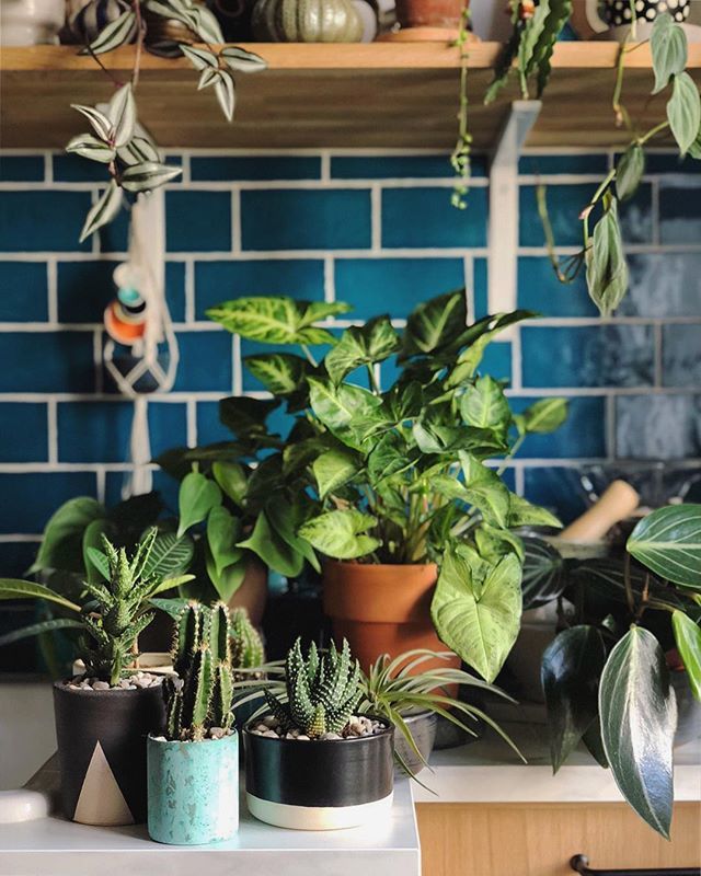 IgorJosif's tweet photo. [Ad/Werbung] A new trio of two succulents and a cactus in handmade plant pots from @kleinewildnis arrived! They make cute plant pots and offer adequate plants - all comes as a kit with soil and pebbles to create your own mini urban jungle🤗🌵💚🌱 #urbanjunglebloggers #prsamp… https://t.co/ptCxDmK5CF