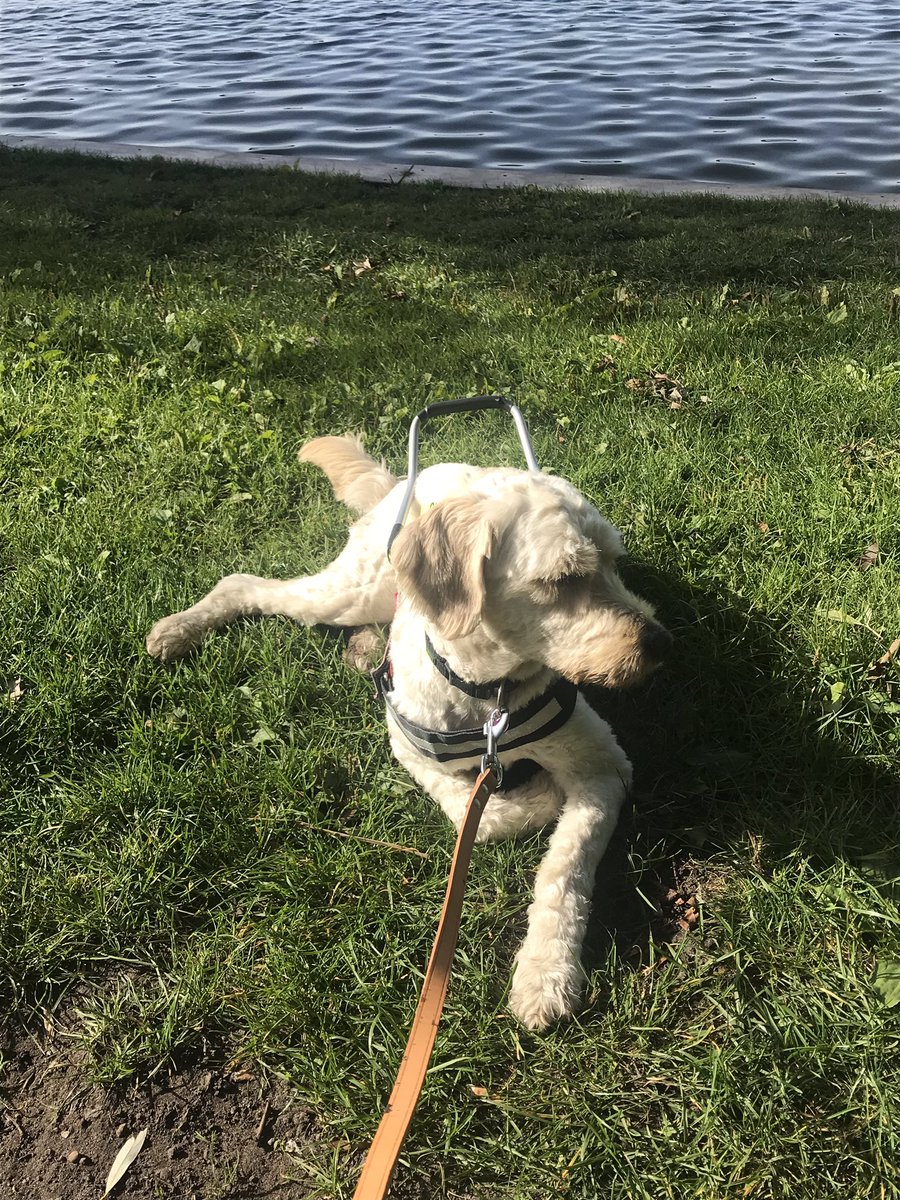 AimeeMullinsFan's tweet photo. We are finished!!!🙌🏻 
We would walk 10 km but it has become 11 km.
We were off the path😂 And Alfie was fantastic, just 11 km walk🙌🏻🤗 @Hartstichting #ImagineRun #Walking #Hartstichting @laaflurk #Alfie https://t.co/zc5Axz24N2