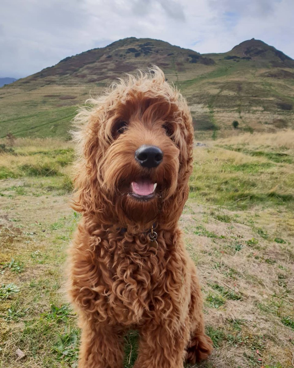 This review just in from Cooper's daddy. Cooper has been with us for a few months now and brings so much fun and energy to all our crusades 🐾 #myclan