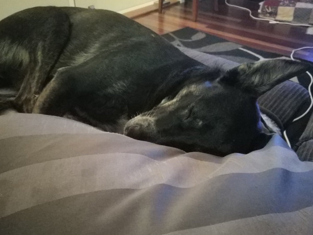 katon_fire's tweet photo. @bensnacks my dogs love pillows https://t.co/kXpJw5k01U