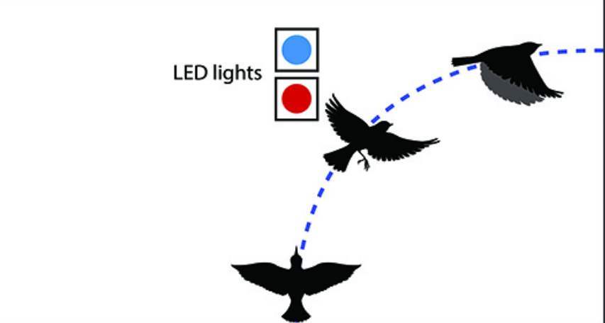 Notiziescientif's tweet image. Sono milioni gli #uccelli che muoiono ogni anno scontrandosi con #aerei, #luciLED possono essere soluzione notiziescientifiche.it/sono-milioni-g…